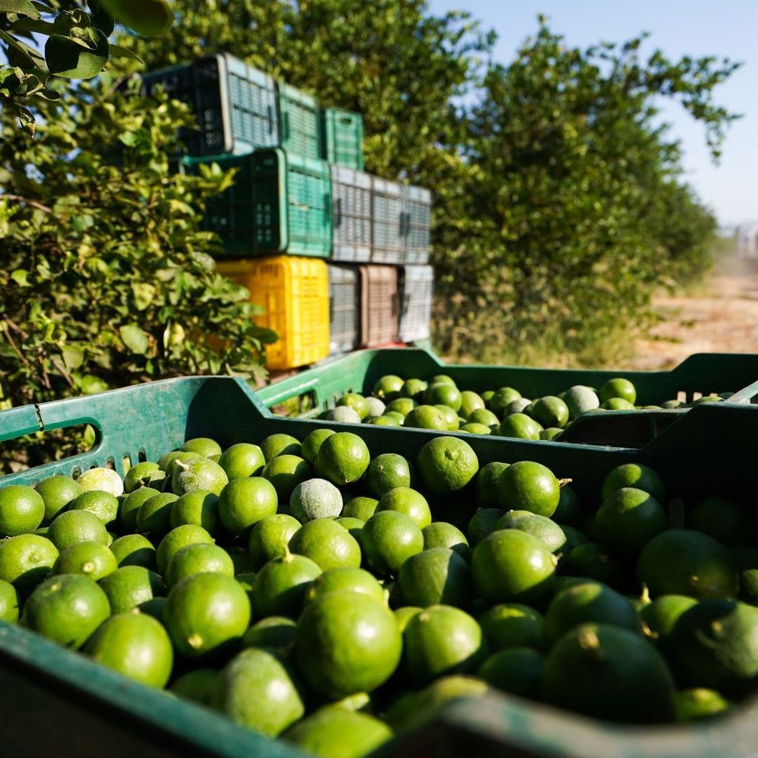 Limón y cebolla también registran alzas durante septiembre.